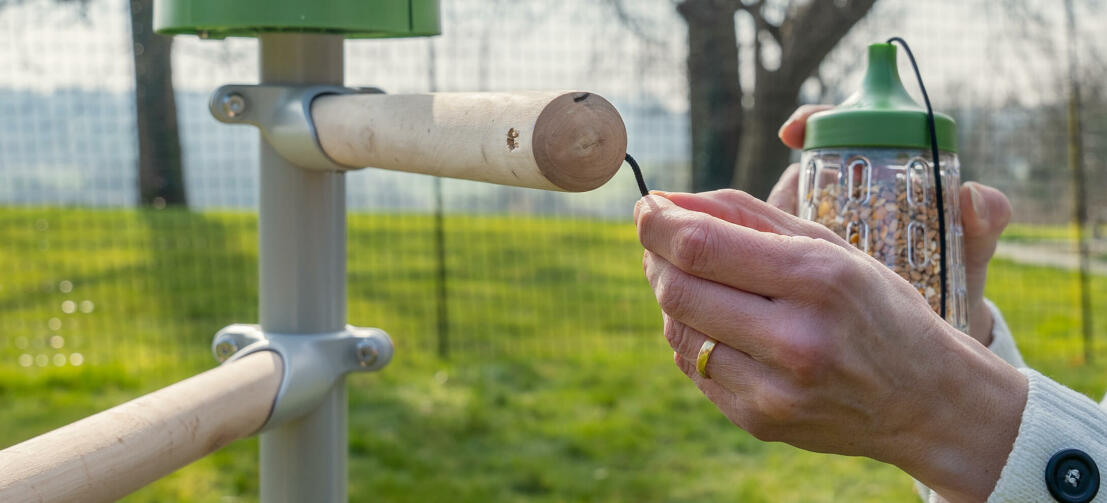 Eine Frau befestigt ein Pickspielzeug an einer Stange des freistehenden Hühnerstangensystems