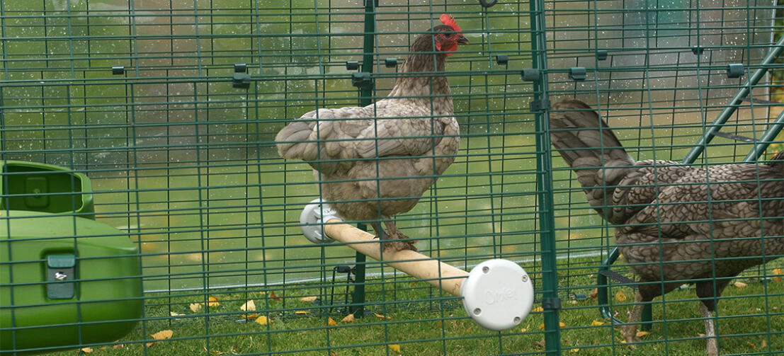 Ein Bantam Huhn sitzt in einem Eglu Cube Auslauf auf einer Hühnerstange.