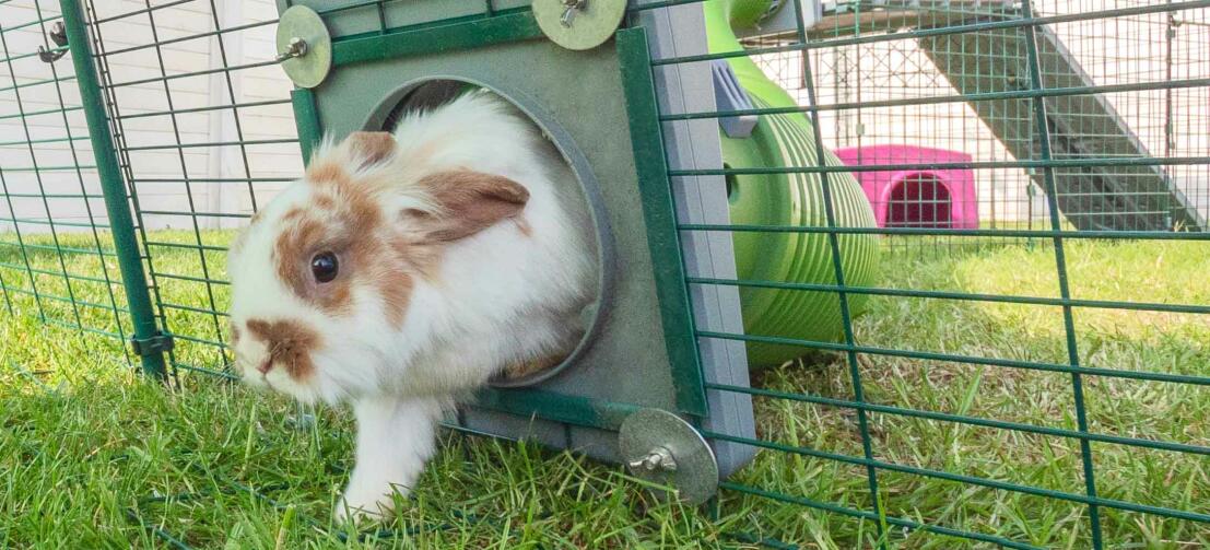 Kaninchen in einem kaninchenauslauf, der mit einem kaninchenstall mit tunnel verbunden ist