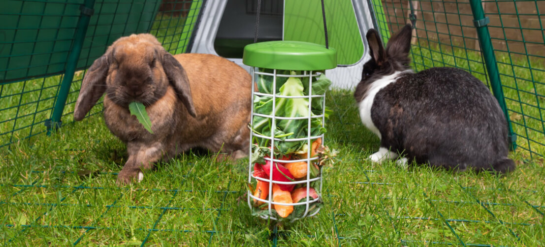 Der Caddi Rabbit Futterkorb bietet Ihnen eine saubere und hygienische Lösung, um Ihre Kaninchen zu füttern und das Futter vom Boden fernzuhalten.