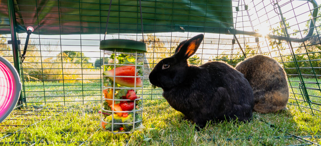 Ein schwarzer hase, der blätter und wassermelonenscheiben aus einem Caddi leckerbissenhalter frisst, der im auslauf hängt.