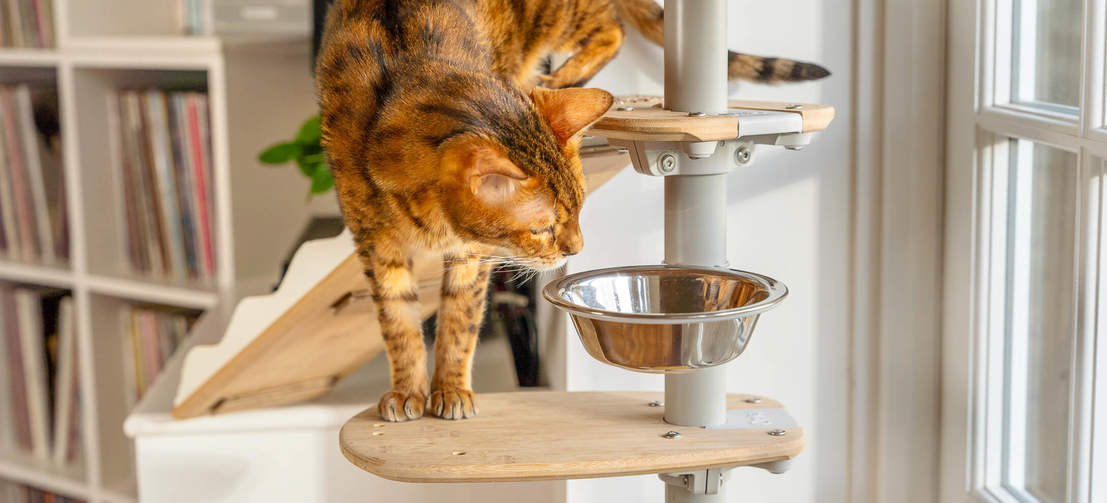 Katze untersucht schüssel von Freestyle indoor boden bis zur decke kratzbaum