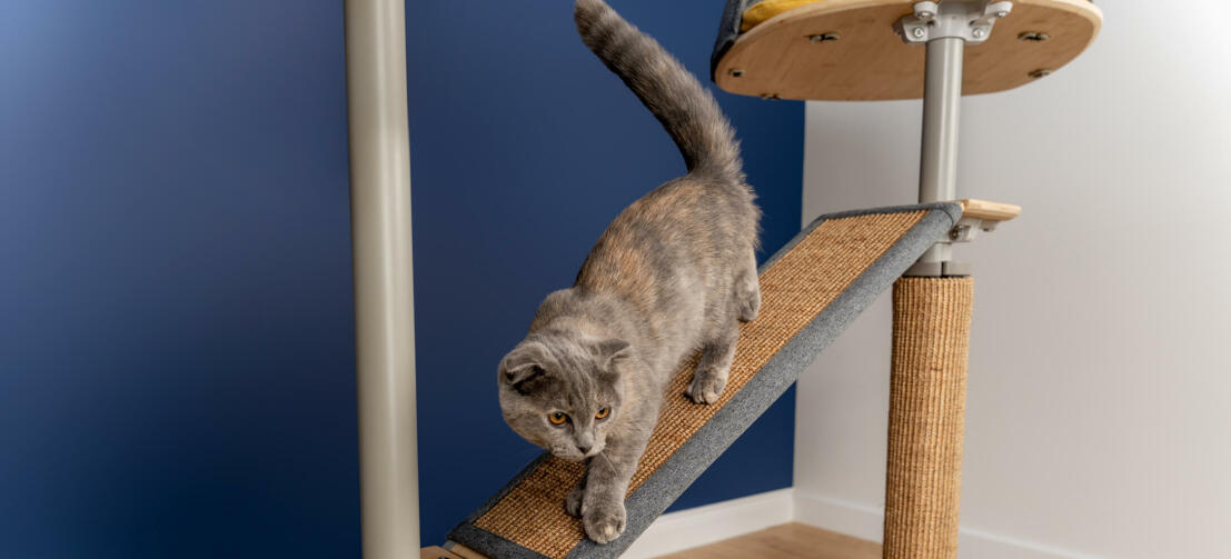 Cat on Freestyle indoor-kratzbaum mit austauschbarem sisal, vom boden bis zur decke
