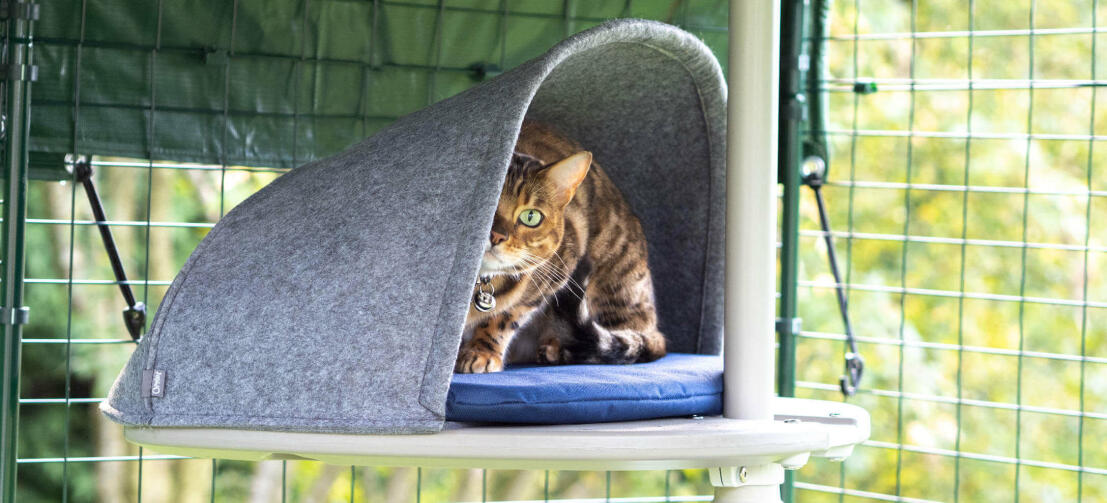 Katze spielt verstecken in der höhle zubehör für das outdoor Freestyle kratzbaumsystem