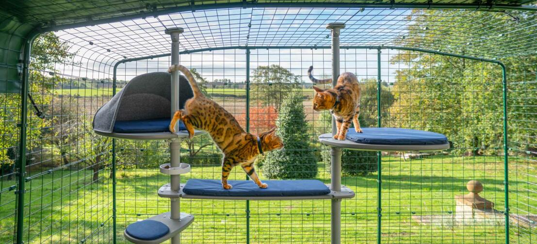 Katzen, die in ihrem großen grauen kratzbaum spielen, eine perfekte möglichkeit, ihren katzen einen sicheren platz im freien zu bieten, den sie erkunden können
