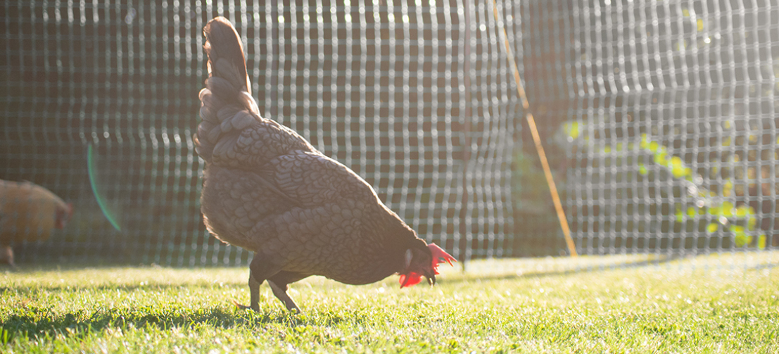 Ein Huhn beim Picken an einem sonnigen Tag vor dem Omlet Hühnerzaun