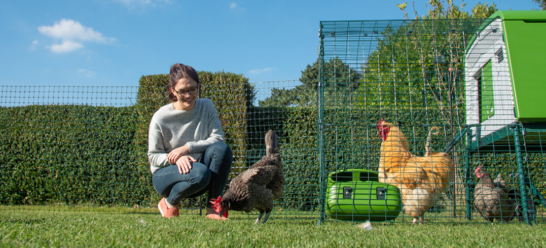 Eine Frau im Garten mit Hühnern in einem umzäunten Bereich, in dem ein geräumiger Eglu Cube Hühnerstall steht