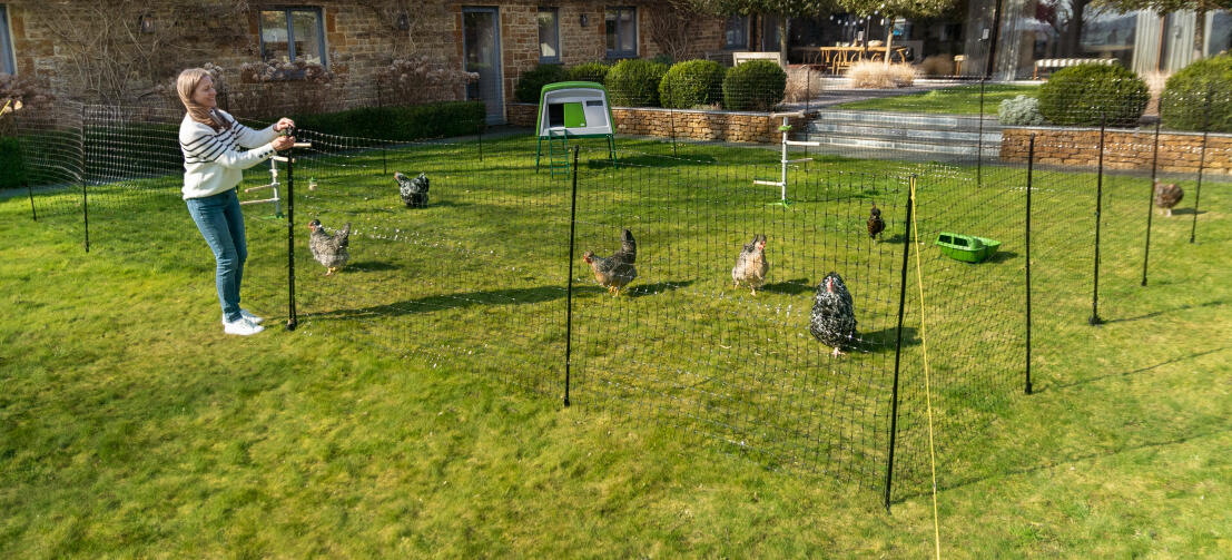 Hühner, die in einem eingezäunten Bereich in einem Garten mit einem Eglu Cube Hühnerstall herumlaufen.