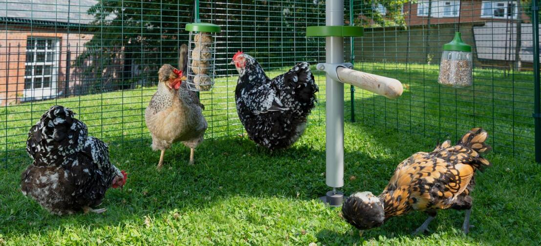 Vier hühner in einem Omlet begehbaren hühnerstall mit einem Omlet Poletree anpassbaren hühnersystem