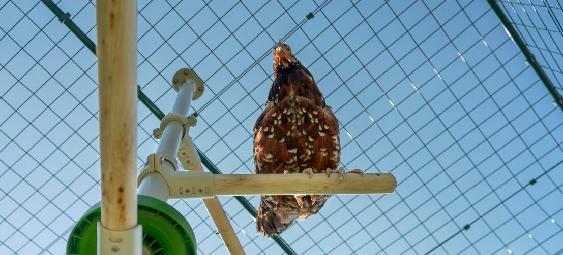 Aufnahme von hühnern auf Omlet Poletree unterhaltungssystem für hühner in Omlet hühnerauslauf
