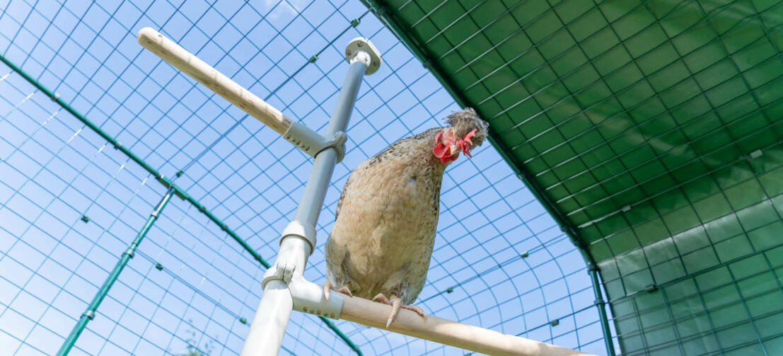 Ein Huhn auf dem PoleTree-Hühnerstangensystem