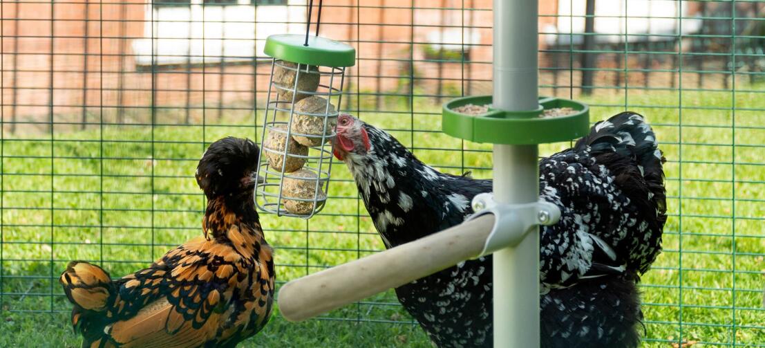 Hühner picken an Futterknödeln im Caddi Leckerbissenhalter, der am PoleTree hängt