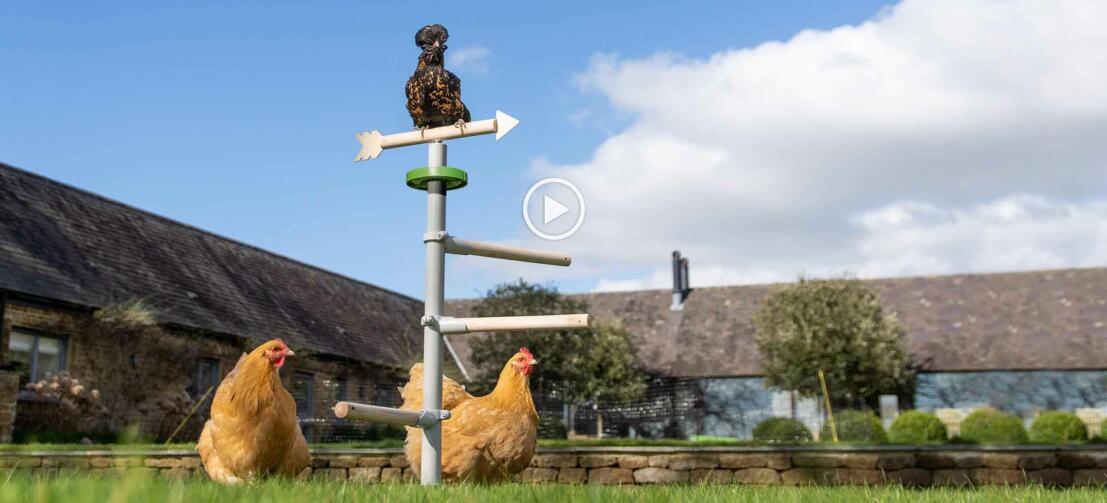 Hühner im Garten mit Omlets freistehendem Universal-Hühnerstangensystem