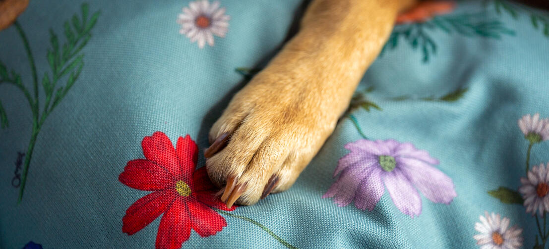 Nahaufnahme einer pfote auf gardenia salbei hundebett drucken.