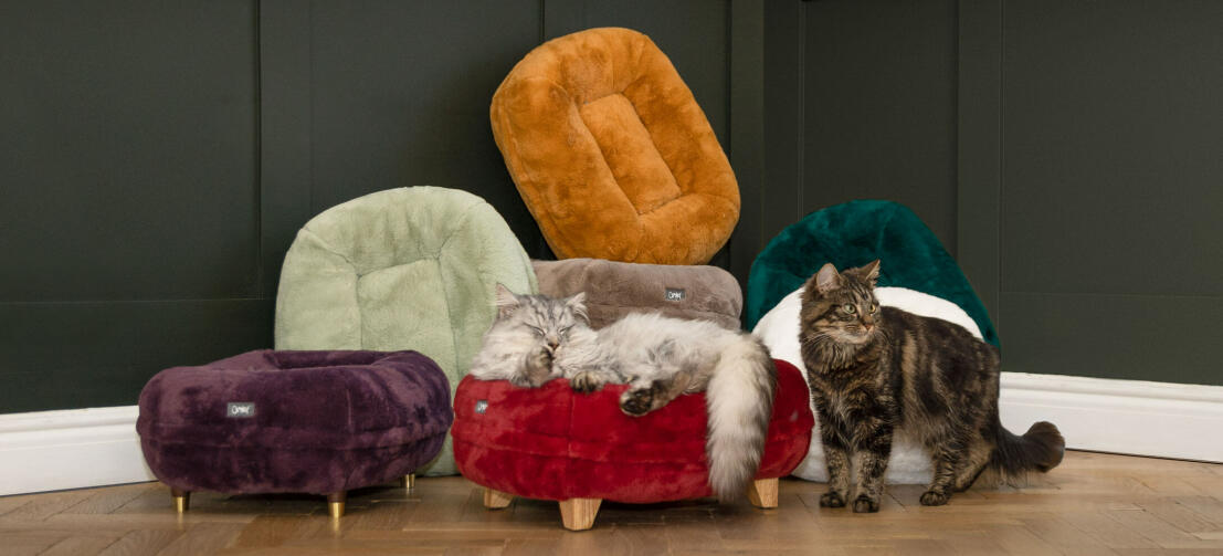Eine Katze schläft auf dem rubinroten Katzenbett, während eine weitere Katze vor anderen neuen Farben für das Donut-Katzenbett steht