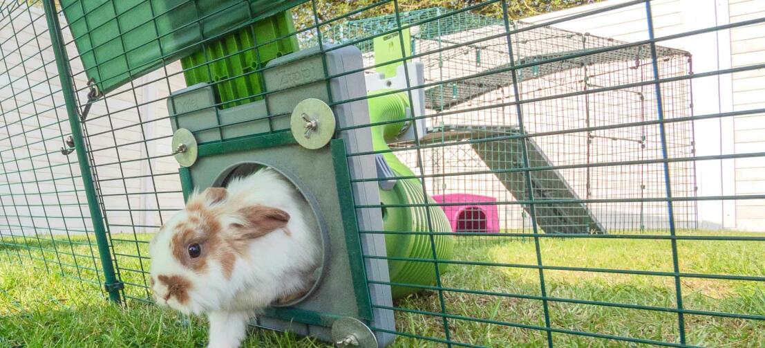 Kaninchen, das aus dem Zippi kaninchentunnel in einen kaninchenauslauf kommt