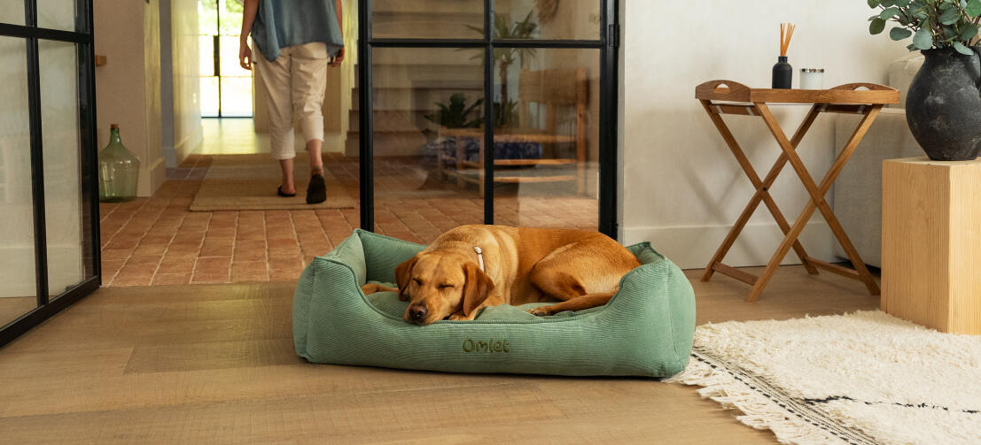 Retriever schläft auf einem großen moosnest-hundebett aus kord.