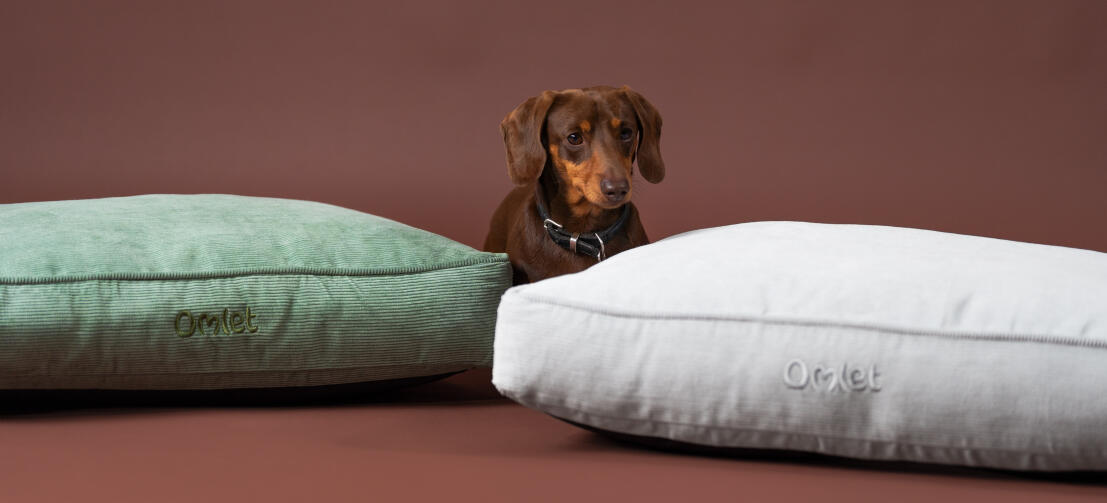 Ein wursthund zwischen den kord-moos- und kord-kieselkissen-hundebetten