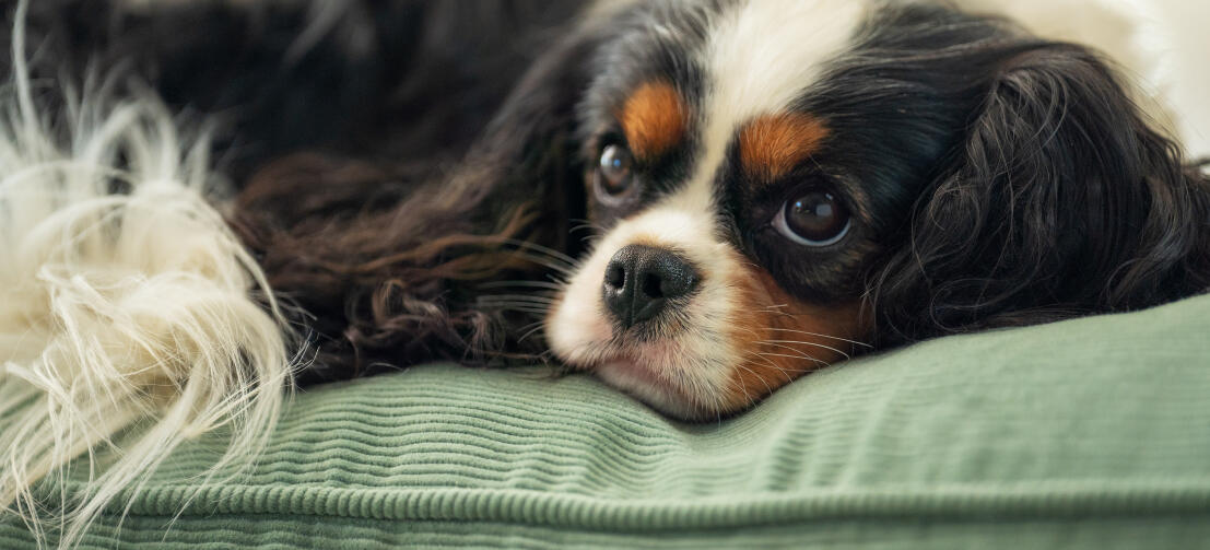 Ein hund, der auf dem mooskissen-hundebett aus kord liegt