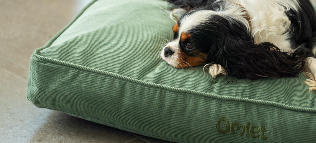 Ein hund, der auf dem mooskissen-hundebett aus kord liegt