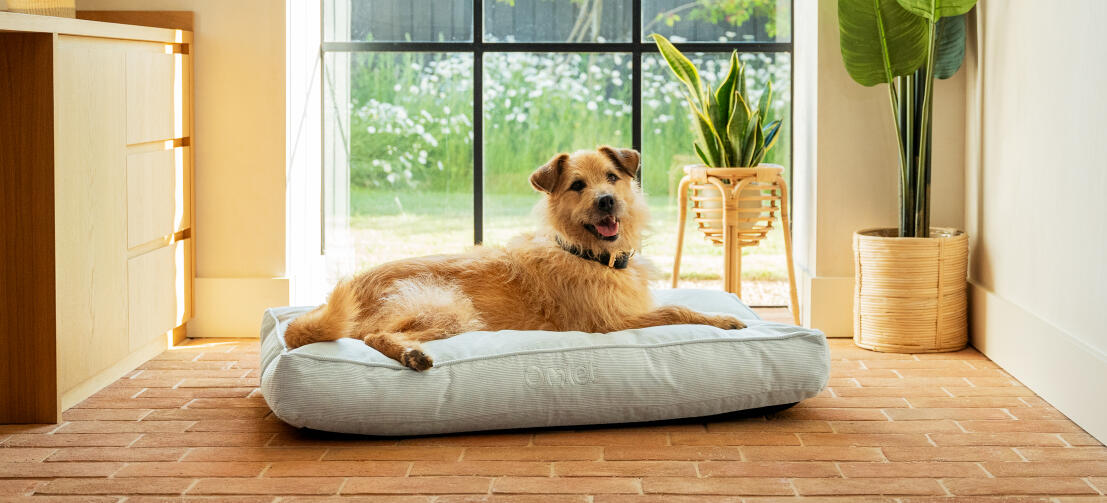Ein hund, der auf dem kord-kieselkissen-hundebett liegt
