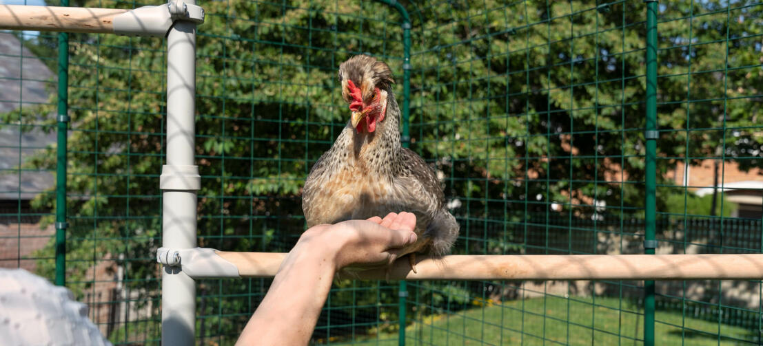 Huhn hockt auf Poletree huhn unterhaltungssystem, während person hält die hand