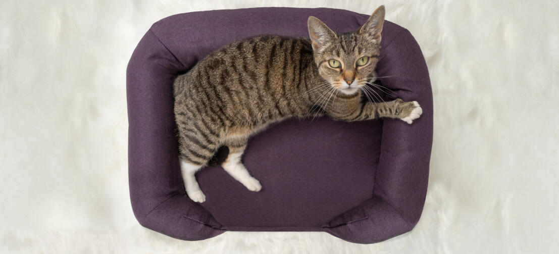 Von oben aufgenommene Katze, die auf einem pflaumenfarbenen Memory Foam Katzensofa liegt