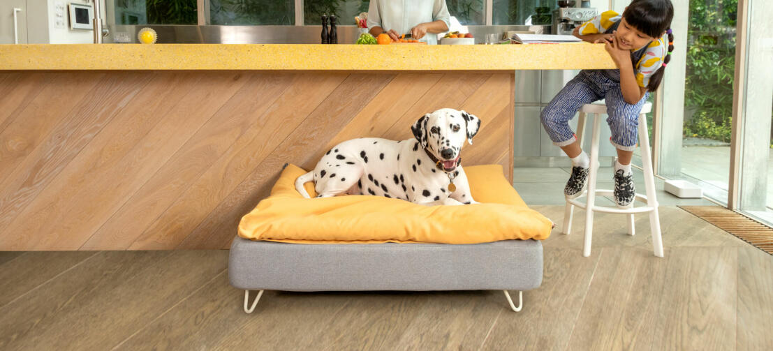 Ein Dalmatiner liegt auf dem Omlet Topology Hundebett mit Sitzsack-topper und weißen Haarnadelfüßen