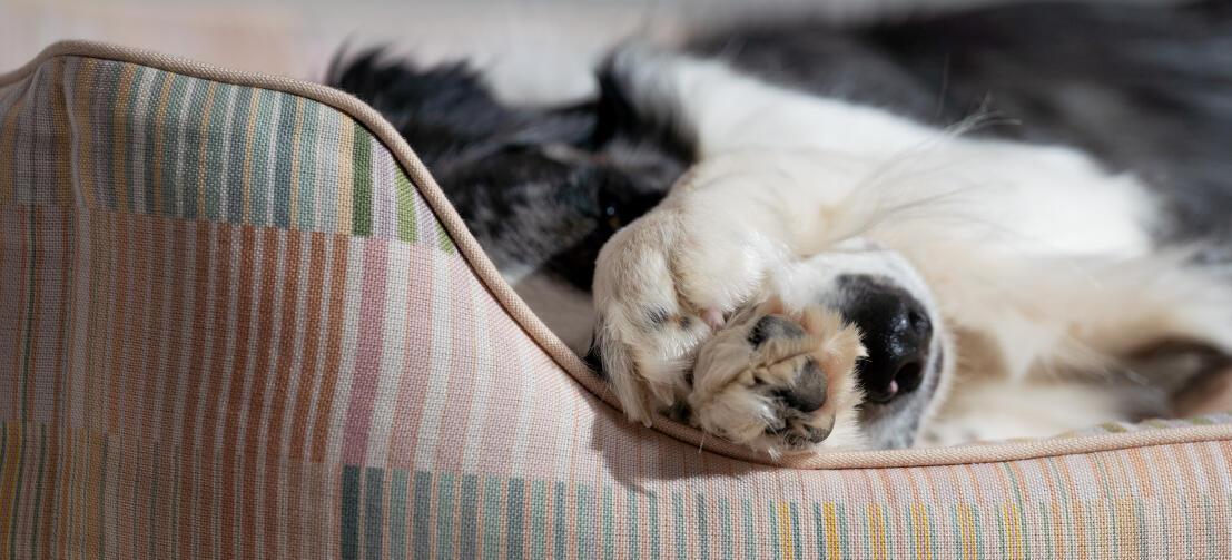 Ein Muster des stützenden und komfortablen Hundenests von Omlet im Detail