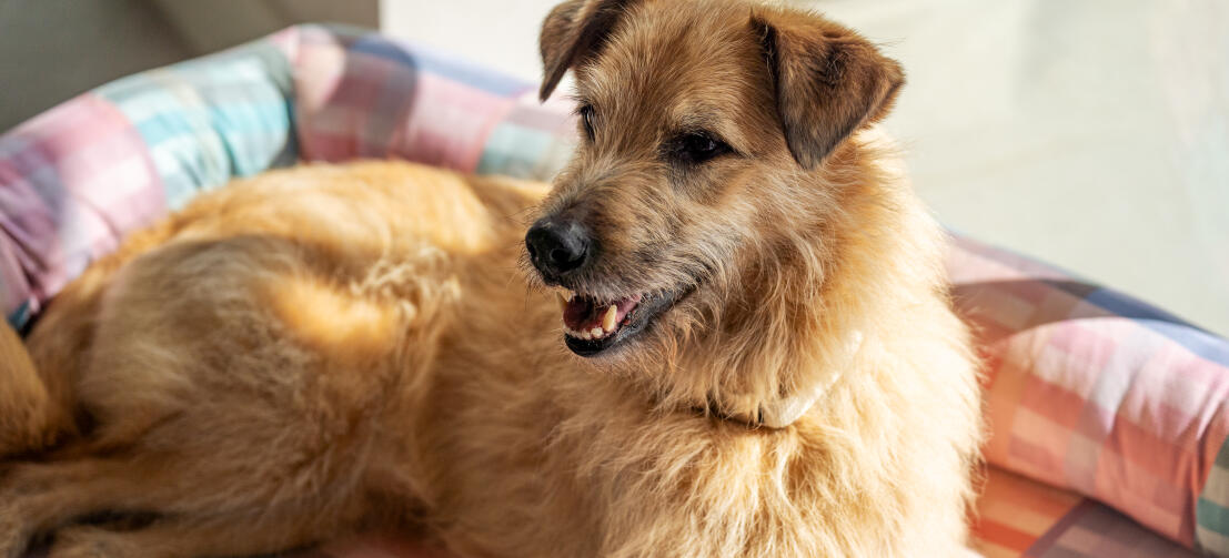 Struppiger großer hund, der sich auf einem pastellfarbenen nackenrollen-hundebett ausruht
