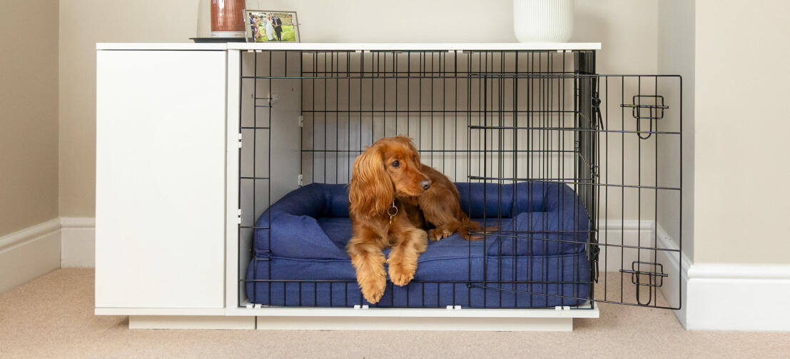 Ein Cocker ruht sich in der Hundebox im Möbelstil aus