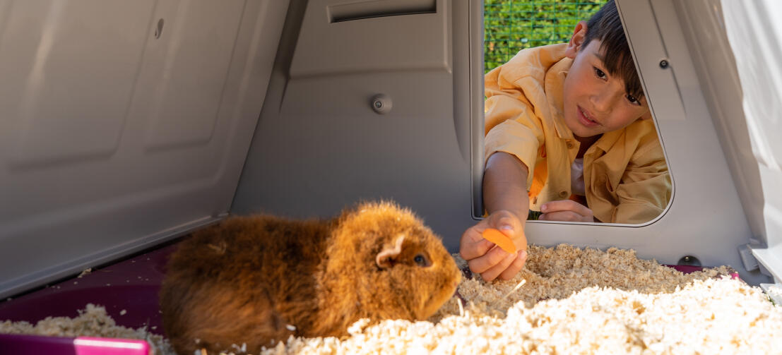 Ein junge füttert sein meerschweinchen mit einer karotte durch die tür des stalls Eglu Go .