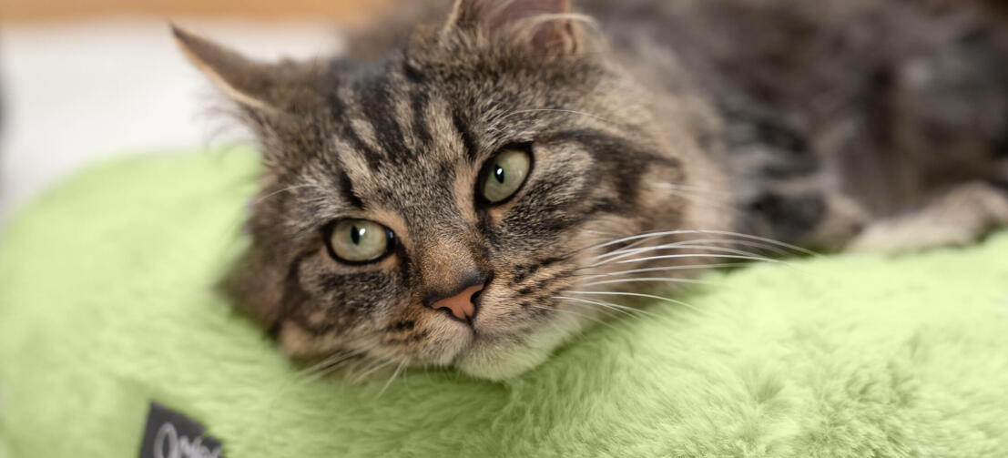 Eine Katze ruht sich auf dem luxuriösen, superweichen Donut-Katzenbett aus