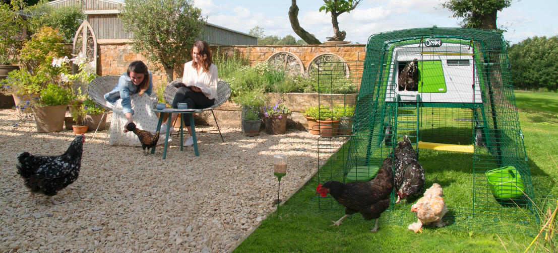 Damen, die im garten sitzen, während die hühner vor einem großen Eglu Cube hühnerstall herumlaufen