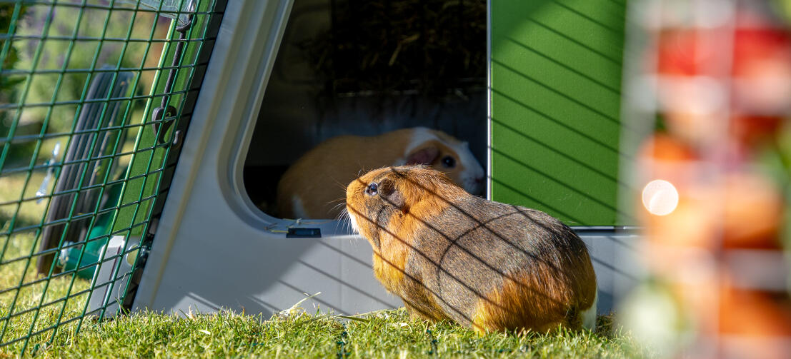 Eglu Go meerschweinchenstall und auslauf