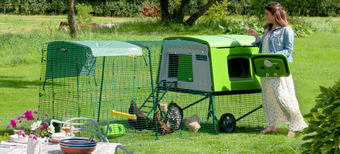Frau greift in den Eglu Cube hühnerstall, um die eier in einem garten herauszuholen
