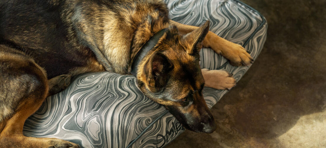 Ein Deutscher Schäferhund auf einem weichen und eleganten Hundekissen von Omlet Ein Deutscher Schäferhund auf einem weichen und eleganten Hundekissen von Omlet