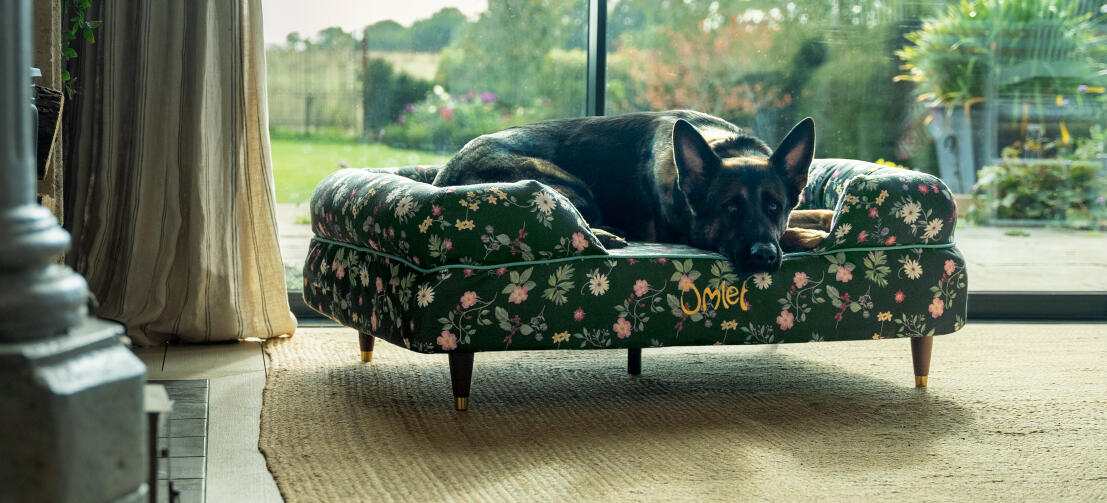 Ein Deutscher Schäferhund auf einem grünen Hundesofa