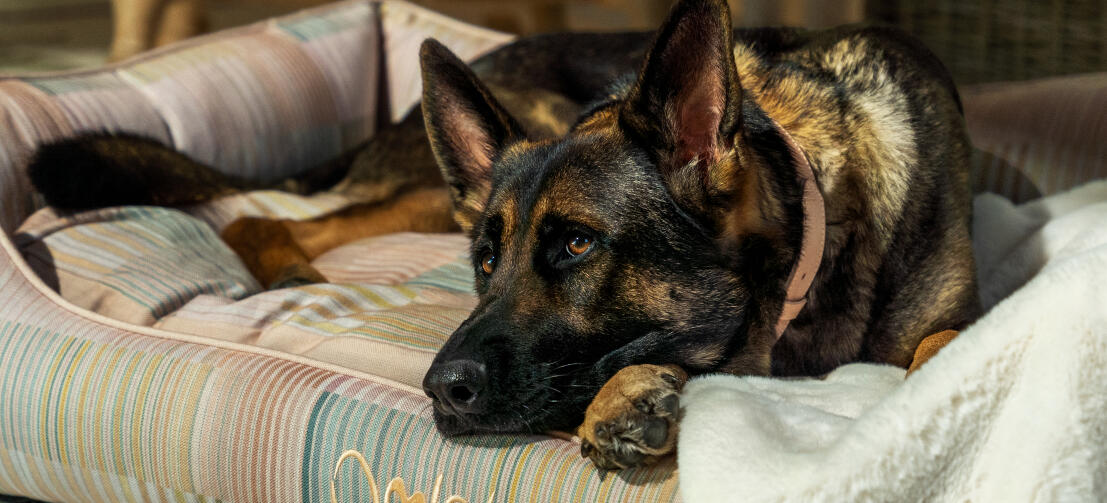 Ein Deutscher Schäferhund entspannt sich auf dem Halt gebenden Hundenest von Omlet