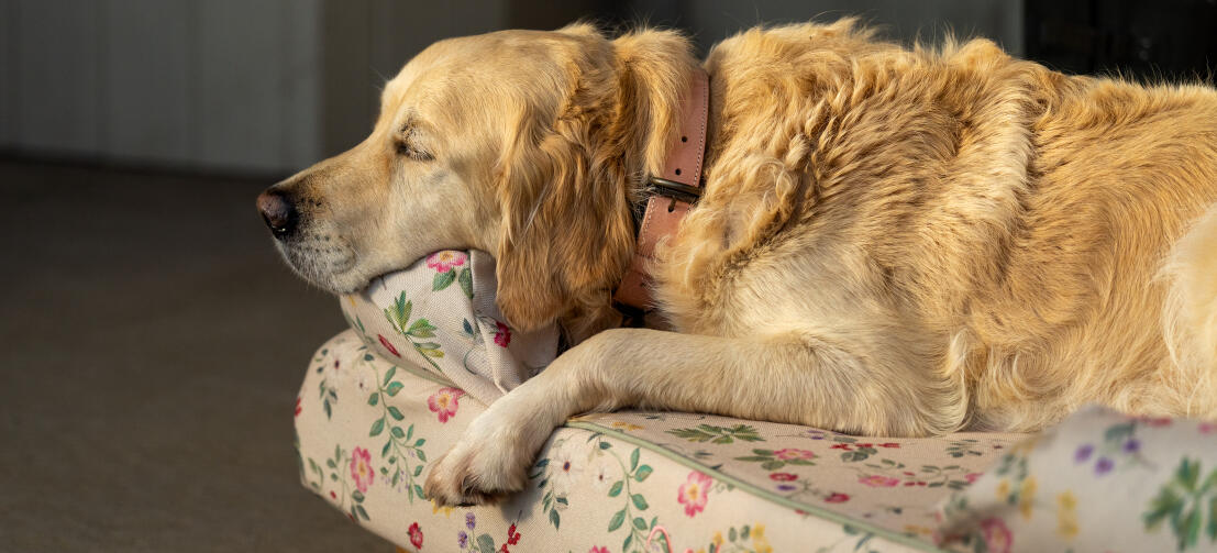 Ein Golden Retriever ruht sich auf dem Hundesofa mit Blumenmotiv aus
