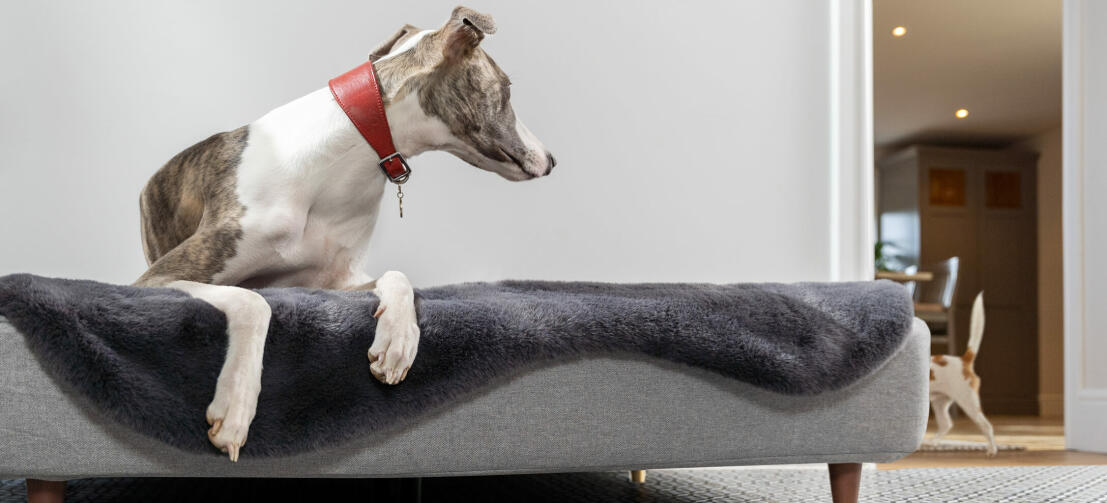 Ein Hund liegt auf dem Topology Hundebett und ein anderer Hund spielt im Hintergrund