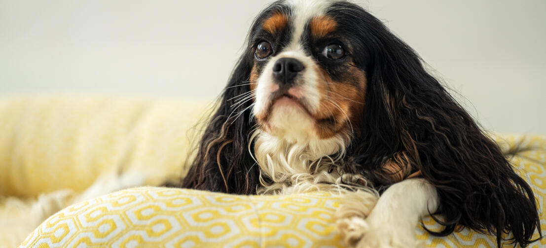 King charles spaniel ruht seinen kopf auf einer stützenden nackenrolle hundebett von Omlet