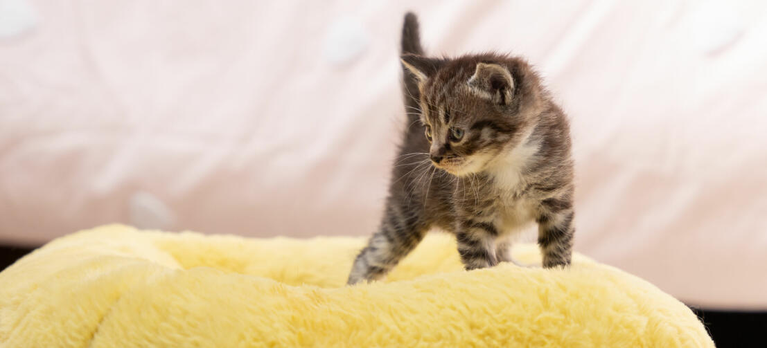 Ein Katzenjunges auf dem superweichen gelben Donut-Katzenbett