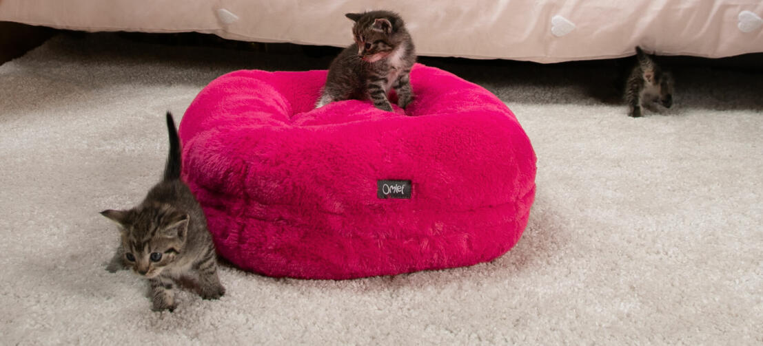 Katzenkinder beim Spielen auf dem superweichen Maya Donut Katzenbett in leuchtendem Rosa