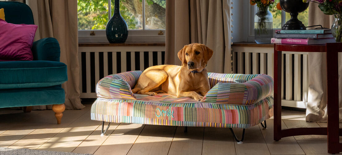 Ein Labrador im Wohnzimmer auf einem erhöhtem Hundebett