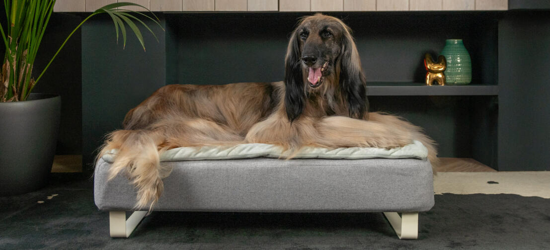 Alter Windhund liegt auf dem Topology Hundebett mit Memoryschaum