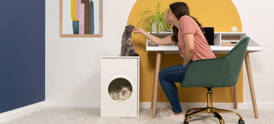 Katze sitzt in Maya katzenhaus, während die katze, die oben sitzt, von der dame gestreichelt wird