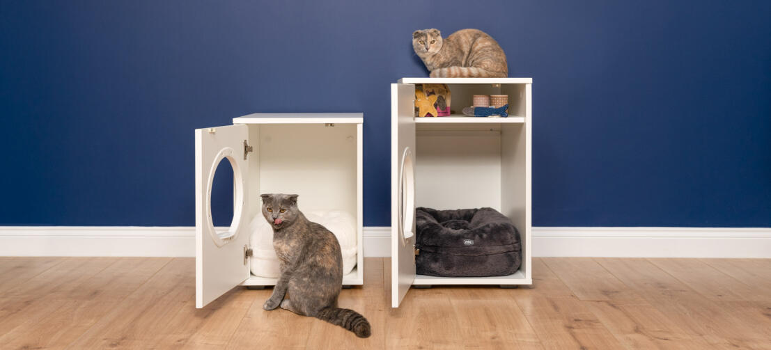 Zwei Maya katzenhäuser mit einer katze vorne und einer oben drauf