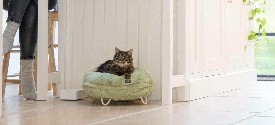 Eine Katze in einer Küche, die sich im superweichen mintgrünen Donut-Katzenbett entspannt
