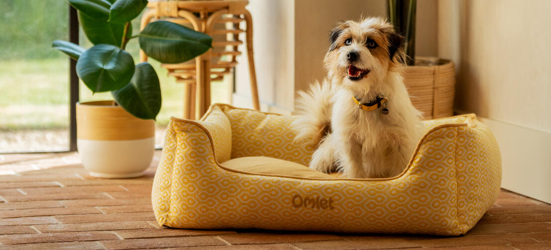 Ein terrier auf einem wabenförmigen pollen-nest für hunde.